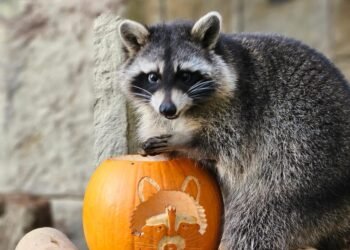 Dogs and Drones search for escaped Raccoons from Isle of Wight Animal Sanctuary