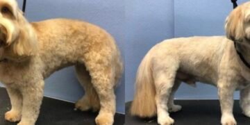 Southampton’s Top 5 Dog Groomers: Where to get your family pets coat trimmed