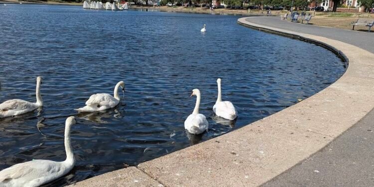 Police Appeal for Witnesses After Assault By Men Carrying Flags in Southsea