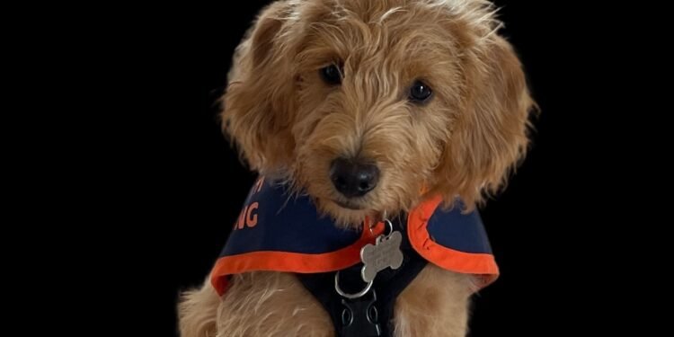 Dogs for Autism Receives £8,500 Boost from Raffle Partnership