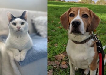 Blue Cross Southampton Appeals for Pet Adopters: Cats and Dogs looking for their forever home this Christmas