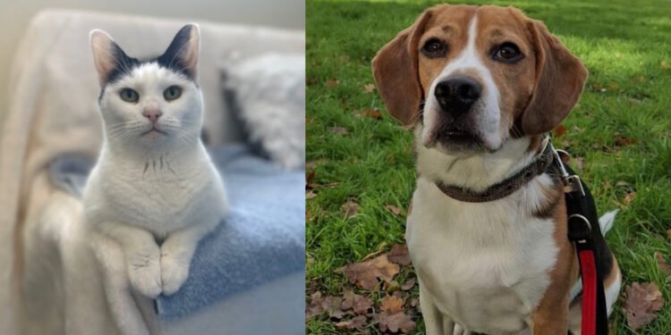 Blue Cross Southampton Appeals for Pet Adopters: Cats and Dogs looking for their forever home this Christmas